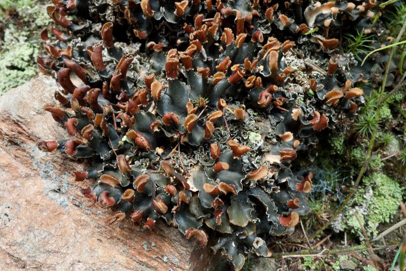 Peltigera polydactylon-1